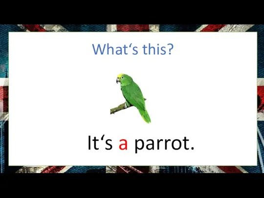 What‘s this? It‘s a parrot.