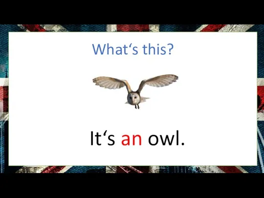 What‘s this? It‘s an owl.