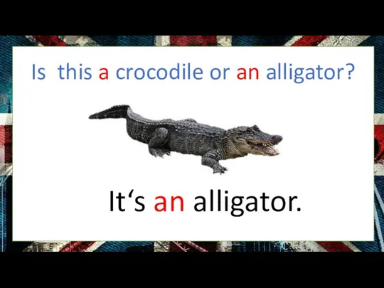 Is this a crocodile or an alligator? It‘s an alligator.