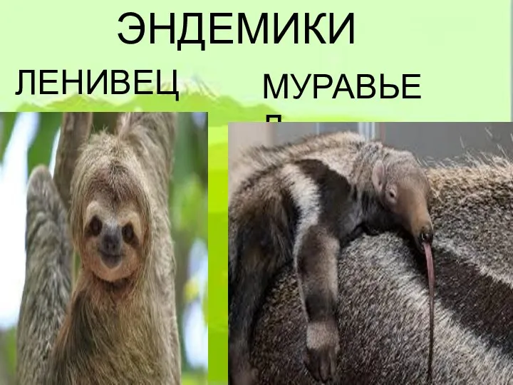 ЭНДЕМИКИ ЛЕНИВЕЦ МУРАВЬЕД