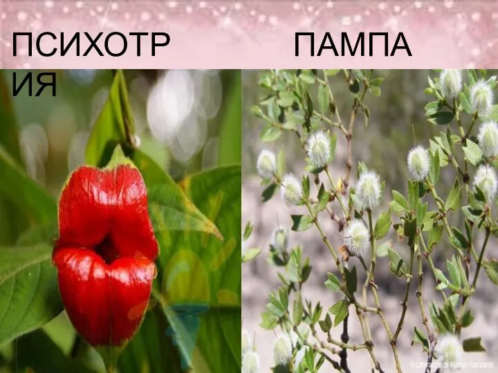 ПСИХОТРИЯ ПАМПА