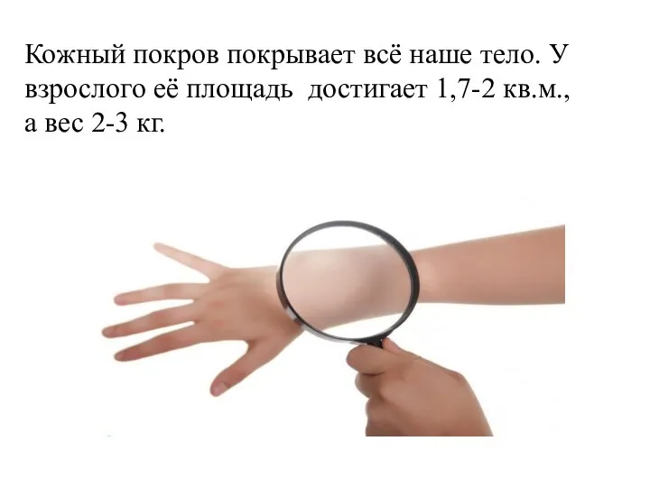 Кожный покров покрывает всё наше тело. У взрослого её площадь достигает 1,7-2