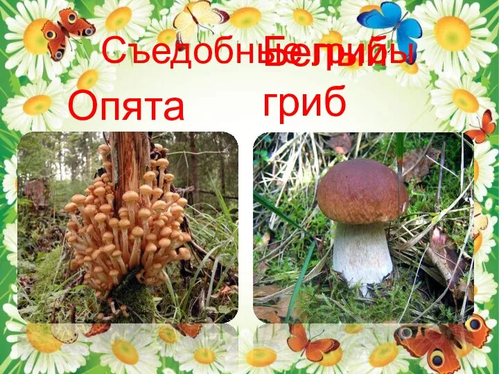 Съедобные грибы Опята Белый гриб