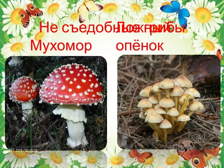 Не съедобные грибы Мухомор Ложный опёнок