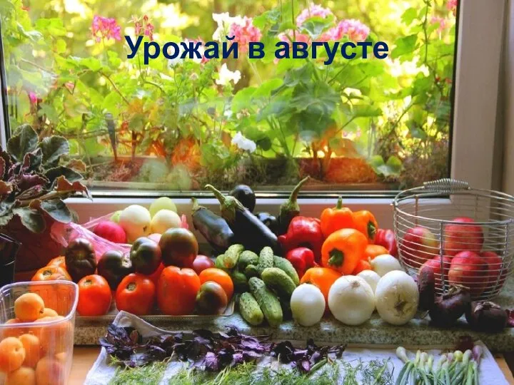 Урожай в августе