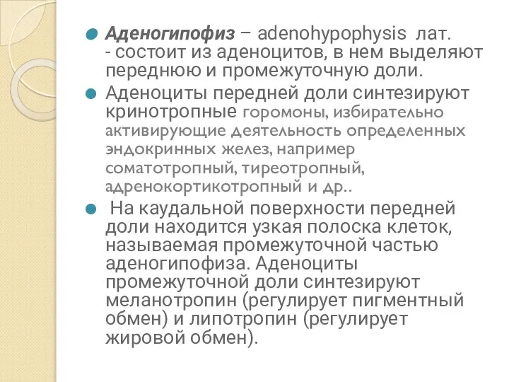 Аденогипофиз – adenohypophysis лат. - состоит из аденоцитов, в нем выделяют переднюю