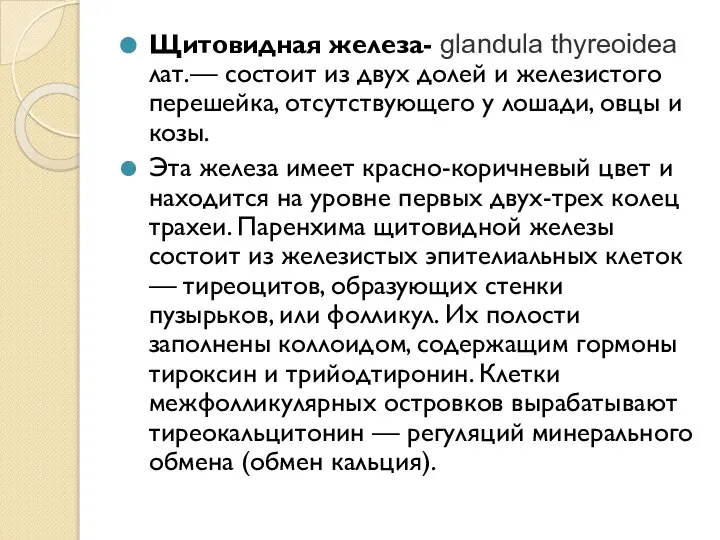 Щитовидная железа- glandula thyreoidea лат.— состоит из двух долей и железистого перешейка,