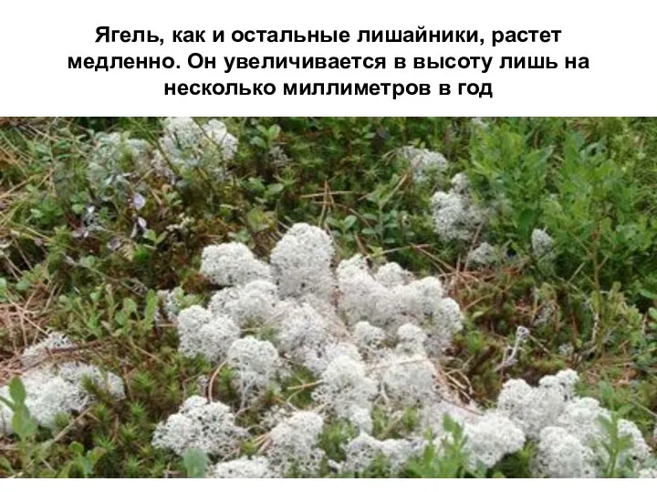 Ягель, как и остальные лишайники, растет медленно. Он увеличивается в высоту лишь