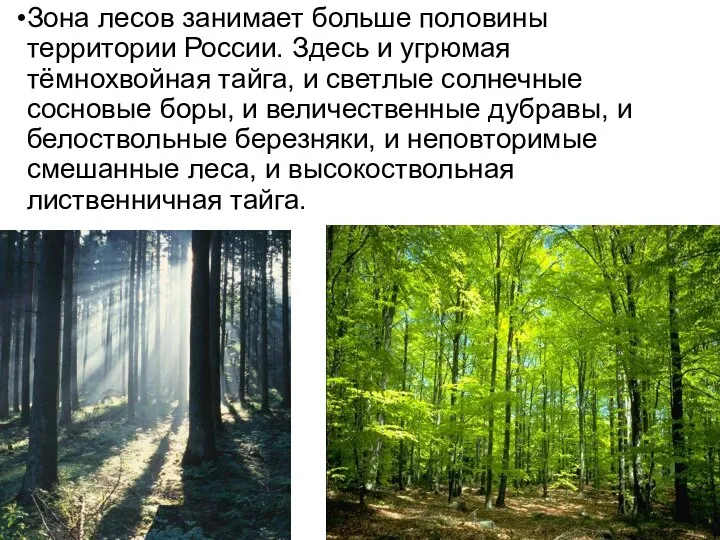 Зона лесов занимает больше половины территории России. Здесь и угрюмая тёмнохвойная тайга,