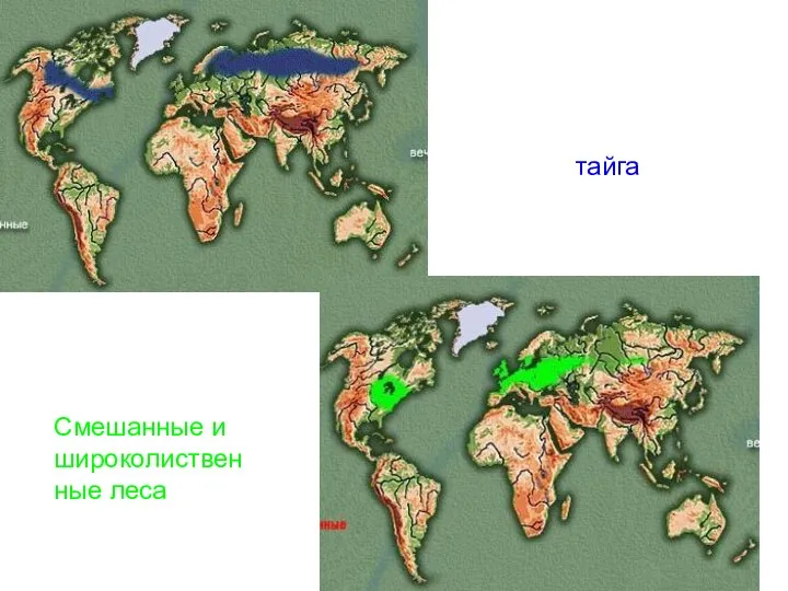 тайга Смешанные и широколиственные леса