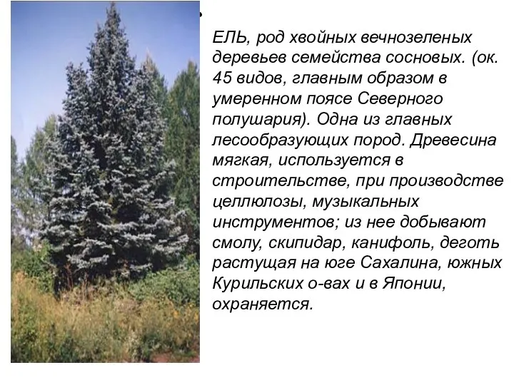 ЕЛЬ, род хвойных вечнозеленых деревьев семейства сосновых. (ок. 45 видов, главным образом