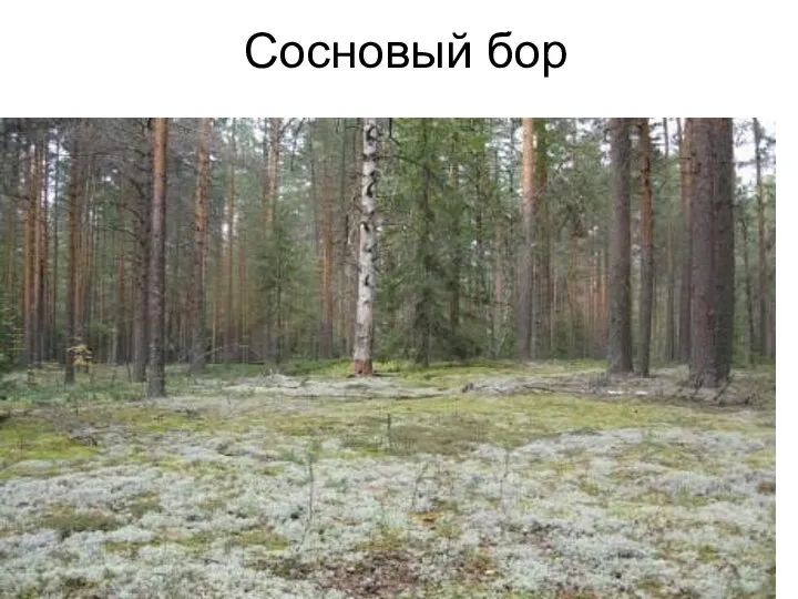 Сосновый бор