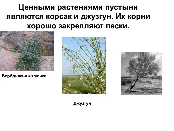 Ценными растениями пустыни являются корсак и джузгун. Их корни хорошо закрепляют пески. Верблюжья колючка Джузгун