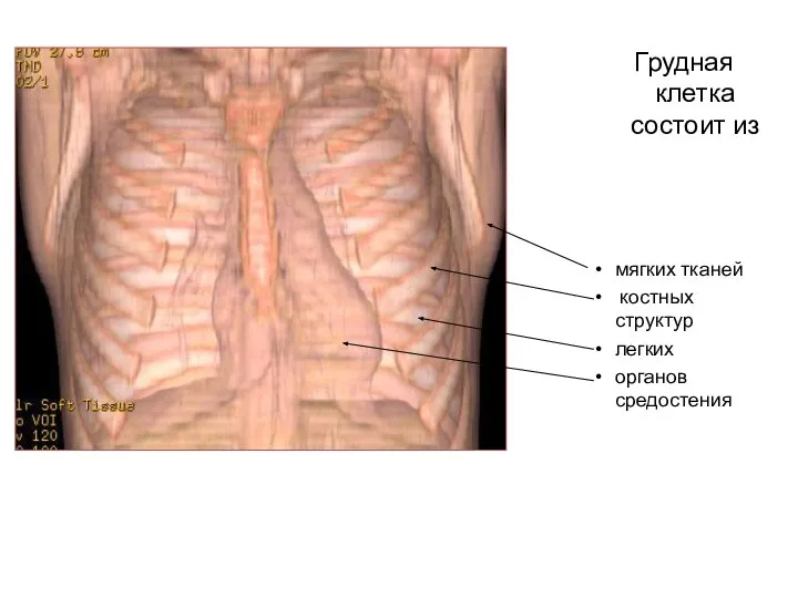 Грудная клетка состоит из мягких тканей костных структур легких органов средостения