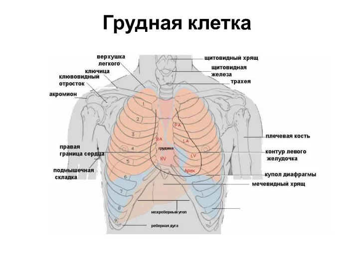 Грудная клетка