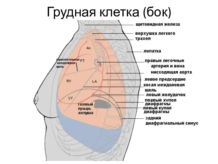 Грудная клетка (бок)