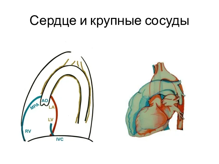 Сердце и крупные сосуды