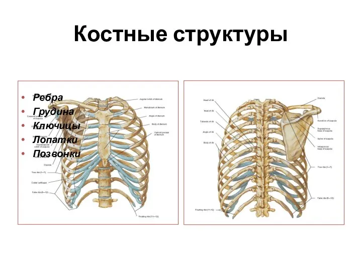 Костные структуры Ребра Грудина Ключицы Лопатки Позвонки