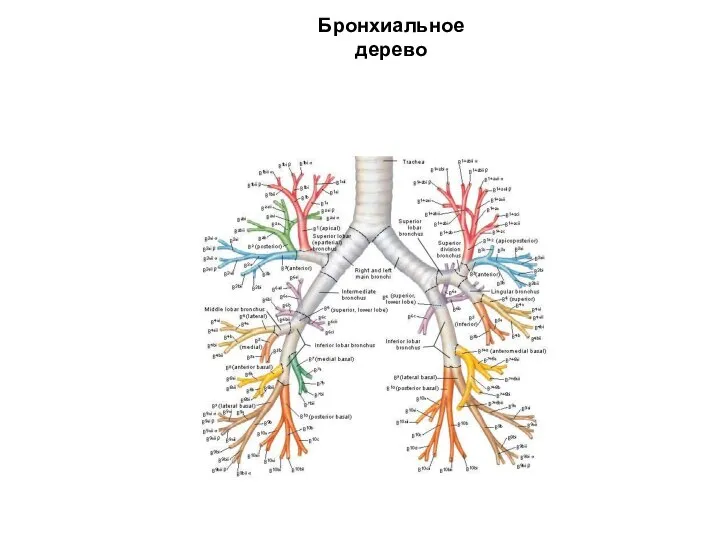 Бронхиальное дерево