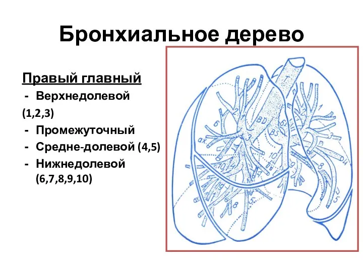 Бронхиальное дерево Правый главный Верхнедолевой (1,2,3) Промежуточный Средне-долевой (4,5) Нижнедолевой (6,7,8,9,10)