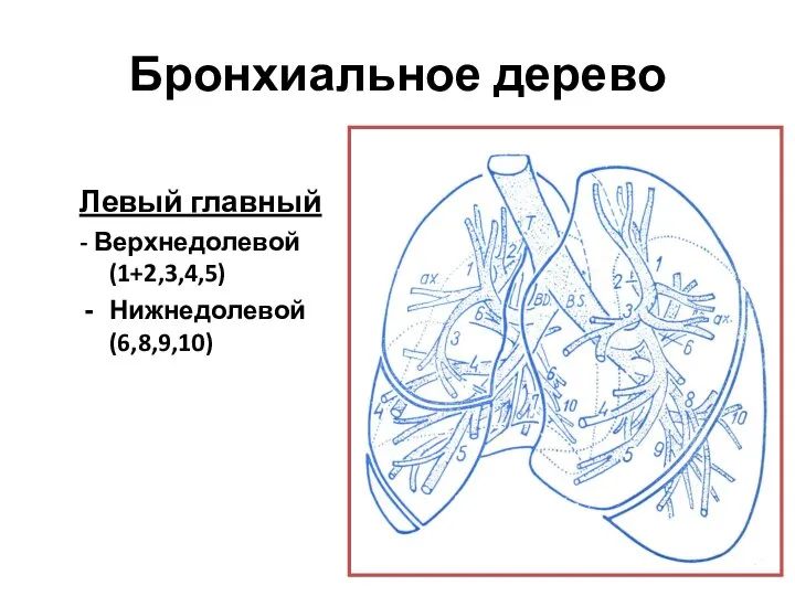 Бронхиальное дерево Левый главный - Верхнедолевой (1+2,3,4,5) Нижнедолевой (6,8,9,10)