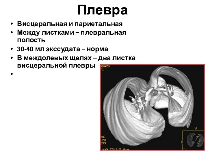 Плевра Висцеральная и париетальная Между листками – плевральная полость 30-40 мл экссудата