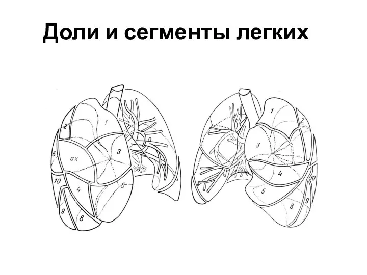 Доли и сегменты легких