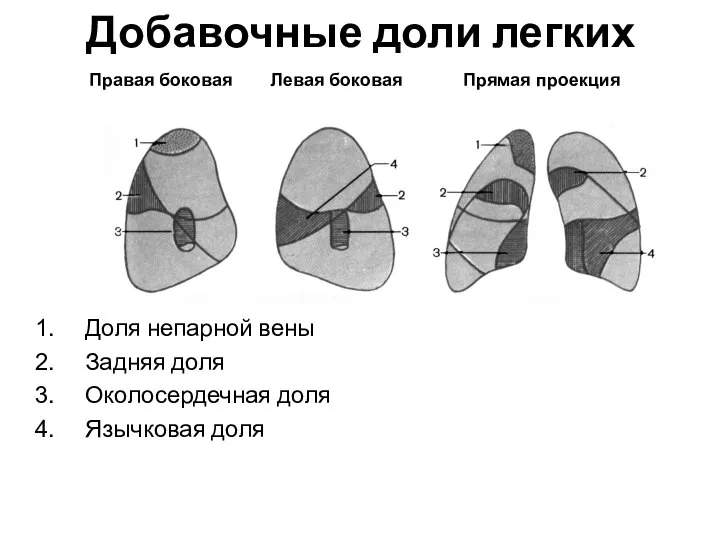 Добавочные доли легких Доля непарной вены Задняя доля Околосердечная доля Язычковая доля