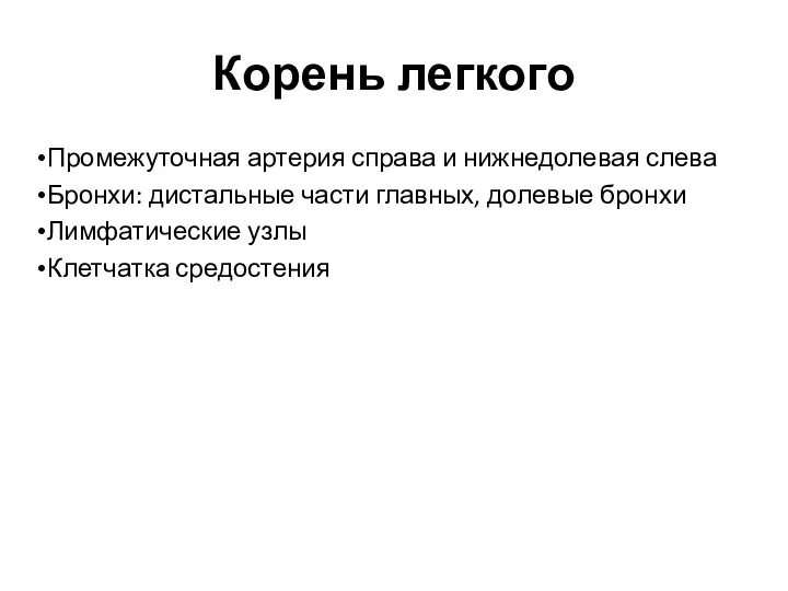 Корень легкого Промежуточная артерия справа и нижнедолевая слева Бронхи: дистальные части главных,