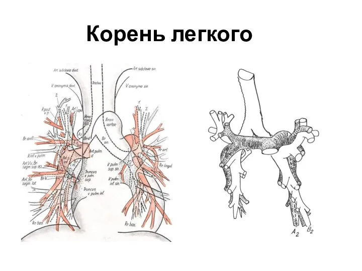 Корень легкого