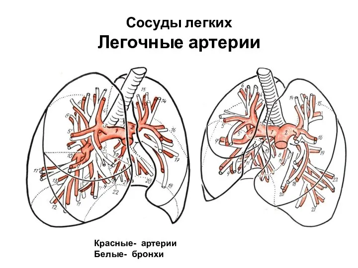 Сосуды легких Легочные артерии Красные- артерии Белые- бронхи