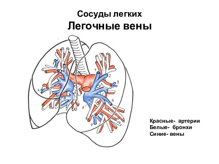 Сосуды легких Легочные вены Красные- артерии Белые- бронхи Синие- вены