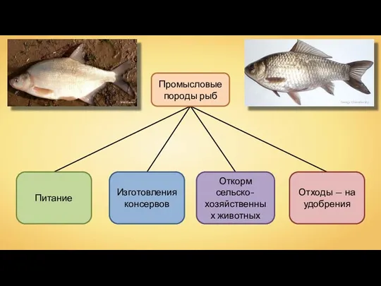 Промысловые породы рыб Изготовления консервов Откорм сельско-хозяйственных животных Отходы — на удобрения Питание Viridiflavus George Chernilevsky