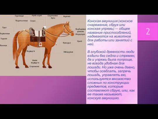 Конская амуниция (конское снаряжение, сбруя или конская упряжь) — общее название приспособлений,