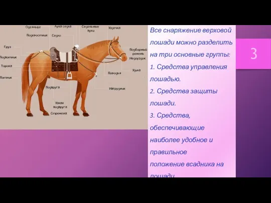Все снаряжение верховой лошади можно разделить на три основные группы: 1. Средства