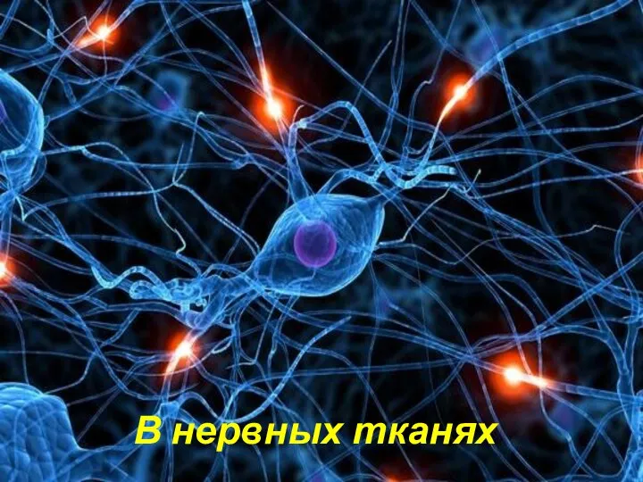 В нервных тканях