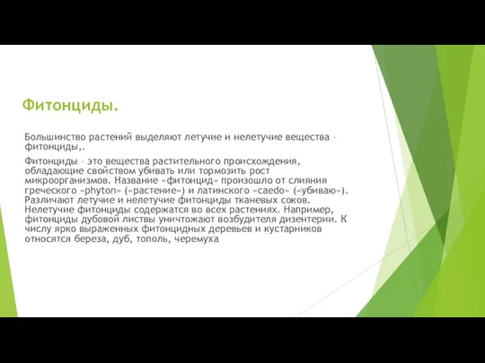 Фитонциды. Большинство растений выделяют летучие и нелетучие вещества – фитонциды,. Фитонциды –