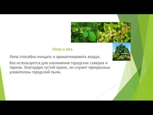 Липа и вяз. Липа способна очищать и ароматизировать воздух. Вяз используется для