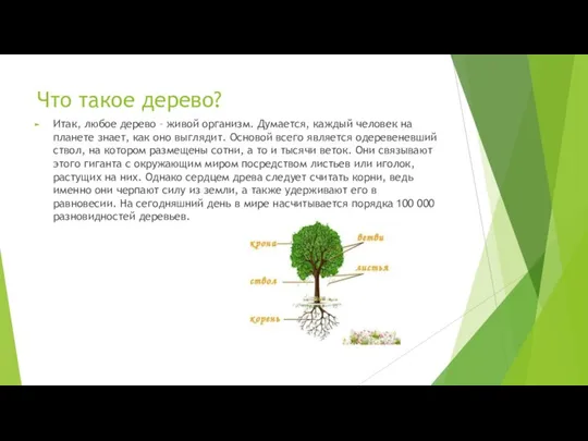 Что такое дерево? Итак, любое дерево – живой организм. Думается, каждый человек