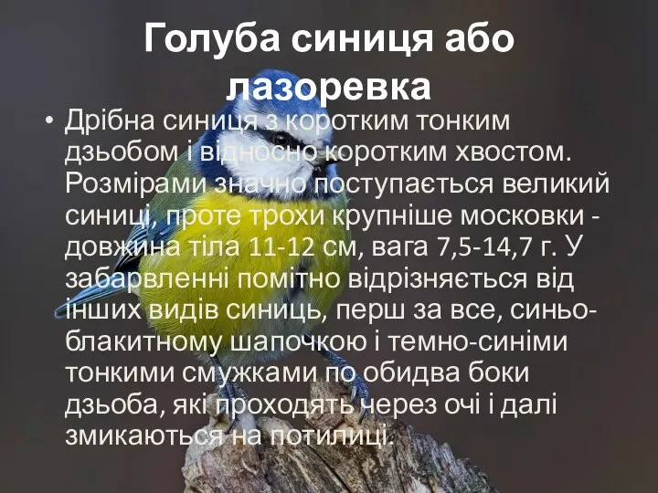 Голуба синиця або лазоревка Дрібна синиця з коротким тонким дзьобом і відносно