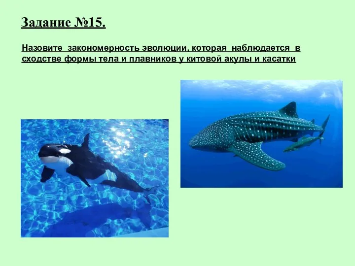 Задание №15. Назовите закономерность эволюции, которая наблюдается в сходстве формы тела и