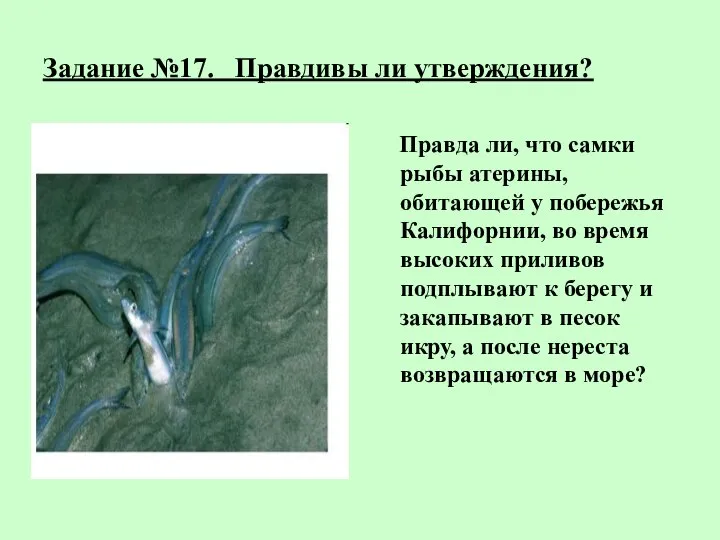 Задание №17. Правдивы ли утверждения? Правда ли, что самки рыбы атерины, обитающей