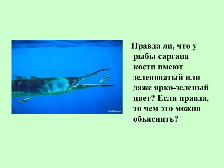 Правда ли, что у рыбы саргана кости имеют зеленоватый или даже ярко-зеленый