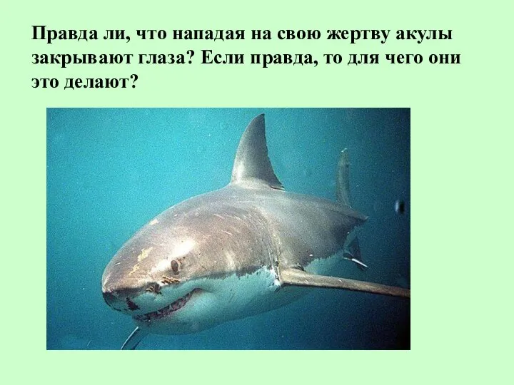 Правда ли, что нападая на свою жертву акулы закрывают глаза? Если правда,