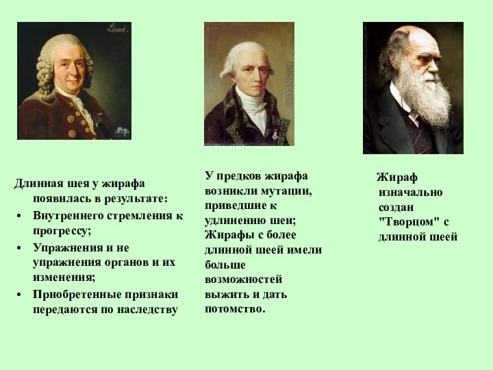 Длинная шея у жирафа появилась в результате: Внутреннего стремления к прогрессу; Упражнения