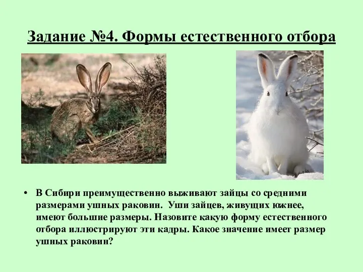 Задание №4. Формы естественного отбора В Сибири преимущественно выживают зайцы со средними