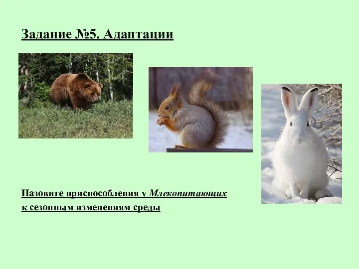 Задание №5. Адаптации Назовите приспособления у Млекопитающих к сезонным изменениям среды