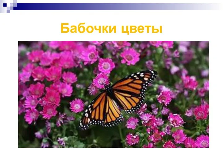 Бабочки цветы