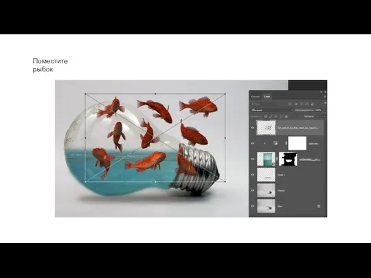 Поместите рыбок