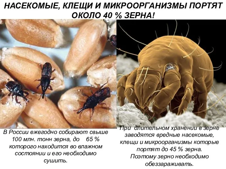 В России ежегодно собирают свыше 100 млн. тонн зерна, до 65 %